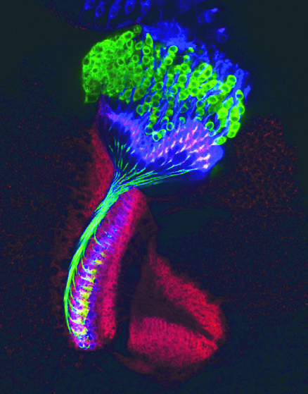 optic lobe of a developing fly